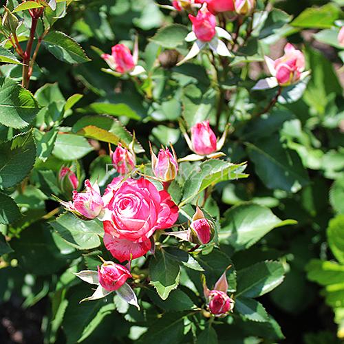 Роза спрей Файер Воркс